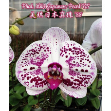 Орхiдея Phal. Miki Japanese Pearl 85 - купити, доставка Україна